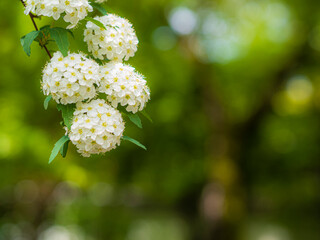 緑の中に咲く白い花