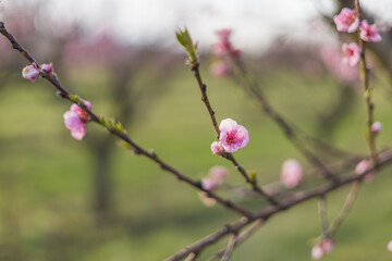 Beautiful peach orchard. There are pink flowers on the trees. There is green grass between the trees. The sky is blue.