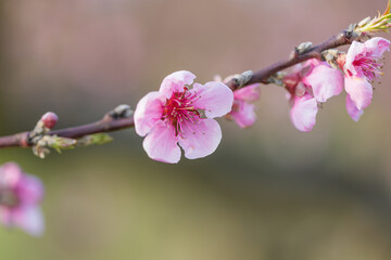 Beautiful peach orchard. There are pink flowers on the trees. There is green grass between the...