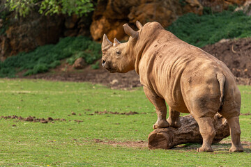 Ceratotherium simum. White rhino perched on a trunk. Cabárceno Nature Park, Cantabria, Spain.