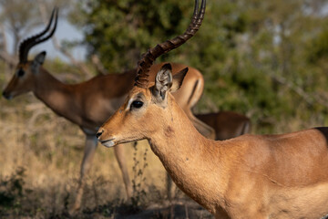 impala in the savannah in South Africa.