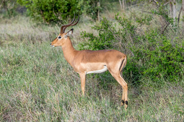 male Impala standing on grass, Kruger park, South Africa
