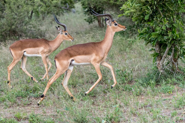 Naklejka na ściany i meble young male Impala jumping on grass, Kruger park, South Africa