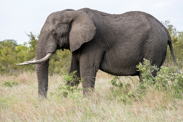 Obraz premium elephant in tall grass at Kruger park, South Africa