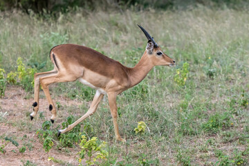 Naklejka na ściany i meble young male Impala running on grass, Kruger park, South Africa