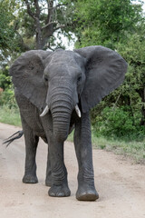 Fototapeta na wymiar elephant walking on dirt road in shrubland thick vegetation at Kruger park, South Africa