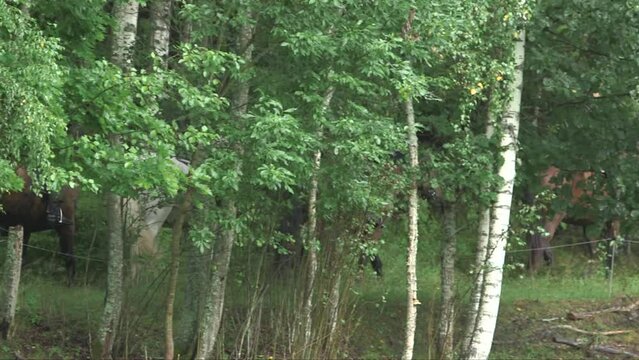 Traking shot of horsemen riding in the forest among the trees