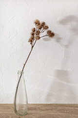 Obraz na płótnie Canvas Dried meadow grass bouquet in clear glass bottle aesthetic sun light shadows on neutral wall, minimalist floral interior design, greeting card template, dry burdock in vase