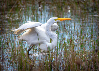 Great Egret taking flight.
