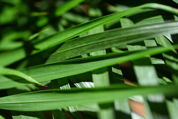 Fototapeta na wymiar Plante verte d'intérieur