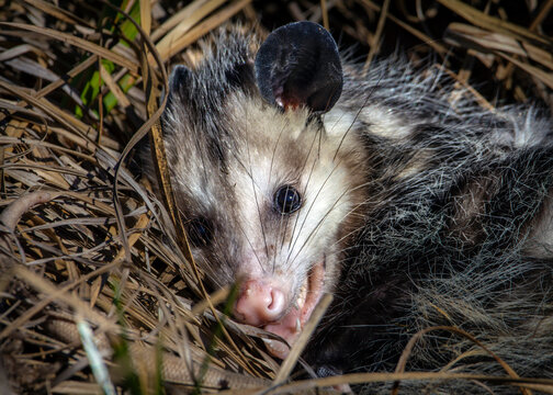 Virginia Opossum playing possum after its release back into the wild at the Shadow Creek Ranch Nature Trail in Pearland, Texas.