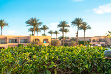 Fototapeta premium Apartments with palm trees