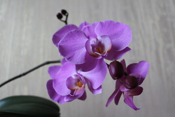 Phalaenopsis orchid in a flower pot in the house. Care of a houseplant. Home garden. 