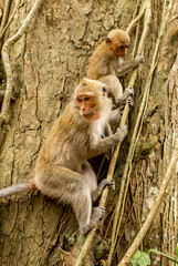 Monkeys in nature in the jungle of Thailand. A flock of monkeys in the trees. Wildlife scene with wild animals.