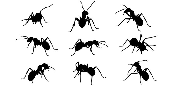 Nine isolated ant silhouettes.Silhouettes of ants.vector SVG