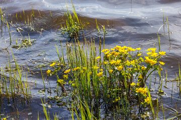 Blooming Marsh marigold in a lake