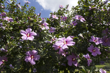 It is a blooming Hibiscus syriacus.