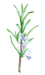Rosemary on a white background. Watercolor illustrations of spices, herbs for cooking. A green branch with small lilac flowers in a botanical style. For decorating dishes, packaging in Provence style.