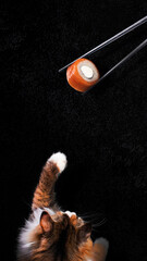 Cat catches sushi, cat very like sushi Philadelphia black backgroud poster 9:16 vertical poster composition