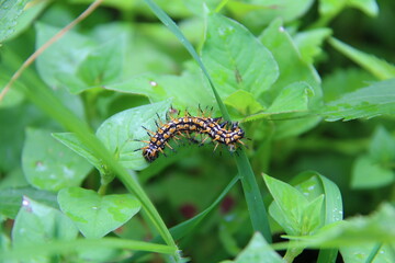 Caterpillar on leave in the forest