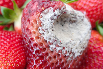 Strawberry fruit with white spot fungus. Gardening, horticulture and organic agriculture concept,...