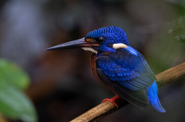 The beauty of kingfishers in nature in Thailand.