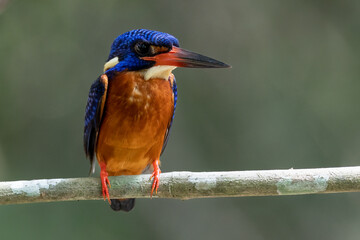 The beauty of kingfishers in nature in Thailand.