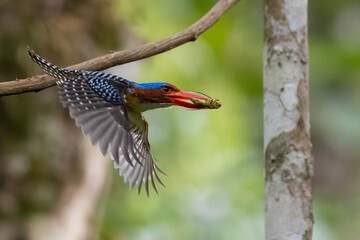 The beauty of kingfishers in nature in Thailand.