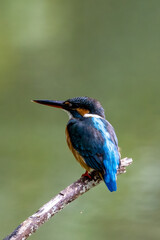 The beauty of kingfishers in nature in Thailand.