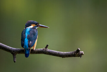 The beauty of kingfishers in nature in Thailand.
