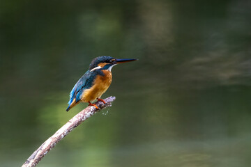 The beauty of kingfishers in nature in Thailand.