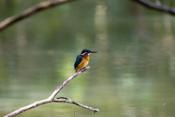 The beauty of kingfishers in nature in Thailand.