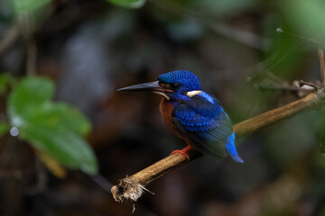 The beauty of kingfishers in nature in Thailand.