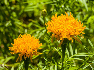 Marigolds are beautiful autumn flowers.