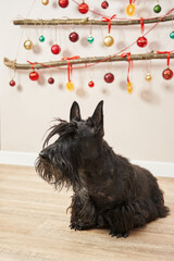 black terrier with long hair against the background of the original Christmas tree on the wall of sticks and Christmas balls