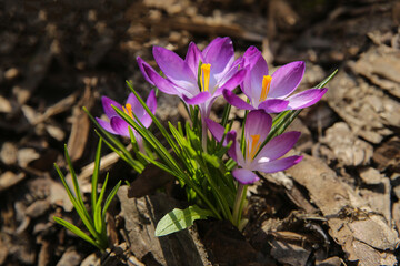 blurred floral background, crocus flowers on a sunny day