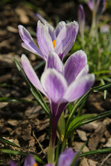 blurred floral background, crocus flowers on a sunny day