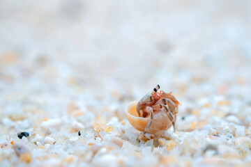Small hermit crab on sandy beach background with cute bright colors. Copy space.