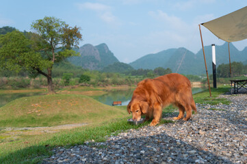 Golden Retriever eating by the lake outdoors