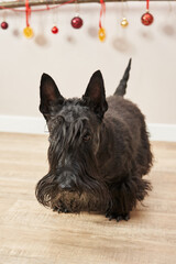 beautiful Scottish black terrier on short legs. black dog with beard