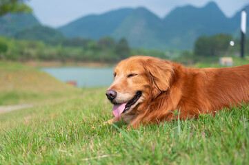 Golden Retriever lying on the grass