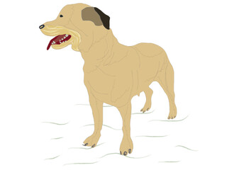 Rottweiler in black color from crossbreeds