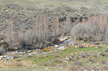 Trees and various vegetation in a mountainous area with large rocks and a river.
