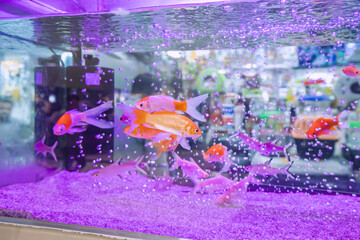 Goldfish can recognize their owners and even become quite interactive with them