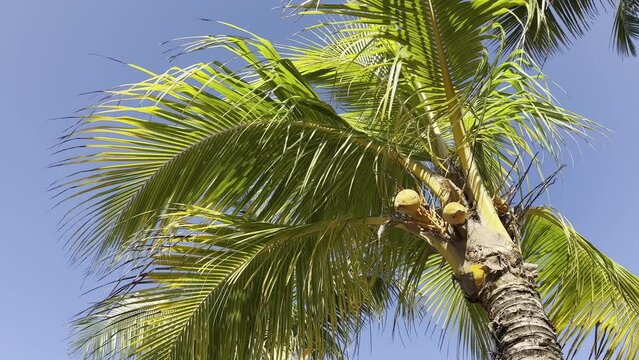 Bottom view of a coconut bunch on a palm tree blown by the ocean breeze. Bottom view of palm trees with coconuts in a tropical climate in windy weather. High quality 4k footage