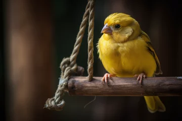 Fotobehang Portrait d'un canari jaune sur un perchoir » IA générative © Maelgoa
