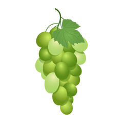 Green table grapes. Vector illustration of white grapes realistic style