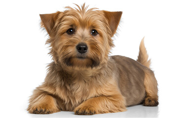 Adorable Norfolk Terrier on a White Background: Perfect for Your Pet-Themed Designs
