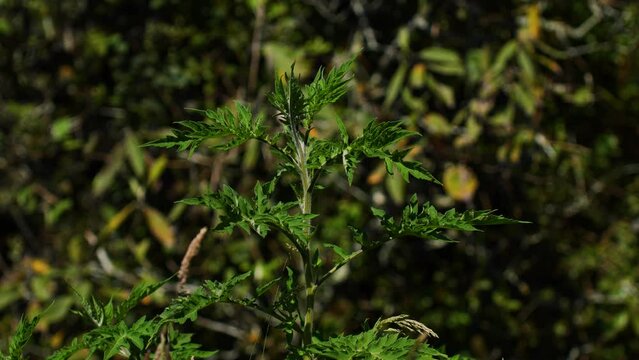 Static view of sharp pointed spiky dark green leave trees with thin branch