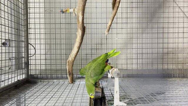 Vertical Shot Of Green Parrots In The Cage